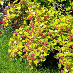    Physocarpus opulifolius Luteus  